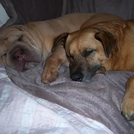 The House Bed & Breakfast